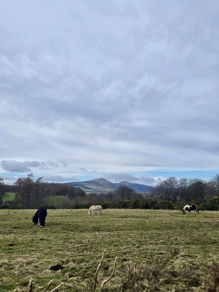 Horses in fields near Balmalcolm during a morning run at Viking Heat Retreat