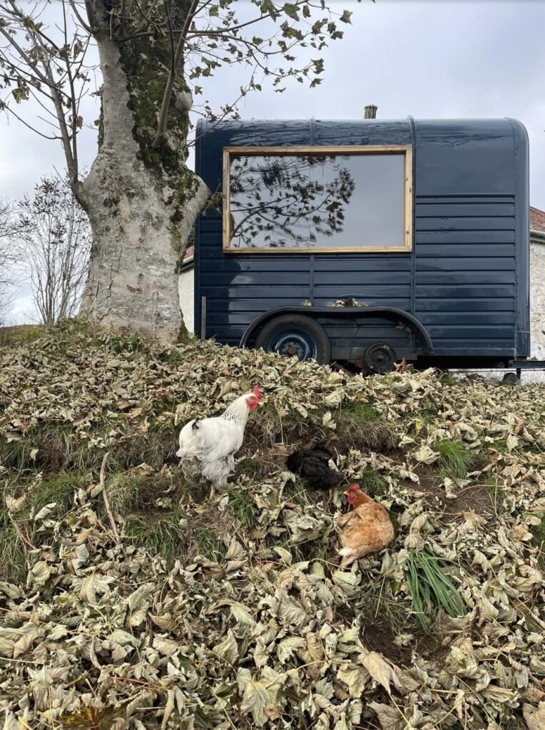 Arisaig Sauna Acharacle horsebox sauna with chickens foraging in autumn leaves nearby